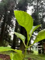 大宮温泉神社(栃木県)
