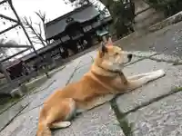 縣神社の動物