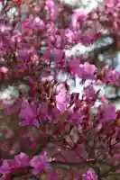 仁和寺の{uncategorized: "未分類", other: "その他", undefined: "問題あり", building: "その他建物", grave: "お墓", sacred_gate: "鳥居", guardian: "狛犬", statue: "像", buddha: "仏像", history: "歴史", nature: "自然", garden: "庭園", animal: "動物", pagoda: "塔", temizu: "手水舎", mountain_gate: "山門・神門", sanctuary: "本殿・本堂", subordinate: "末社・摂社", art: "芸術", scenery: "景色", jizo: "地蔵", ema: "絵馬", goshuin: "御朱印", omikuji: "おみくじ", items: "授与品その他", amulet: "お守り", goshuincho: "御朱印帳", eats: "食事", festival: "お祭り", votive_dance: "神楽", shichigosan: "七五三参", wedding: "結婚式", experience: "体験その他", initially: "初詣", around: "周辺", anti_infection: "感染症対策"}