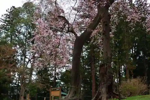 神炊館神社 ⁂奥州須賀川総鎮守⁂の自然