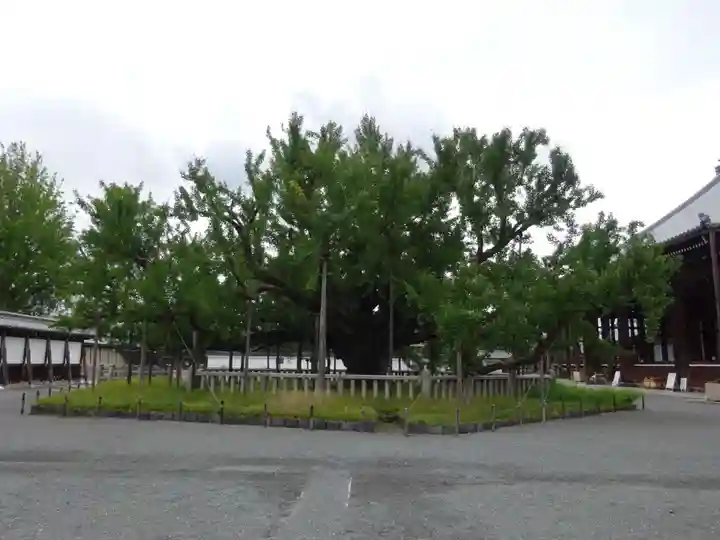 本願寺(西本願寺)の自然