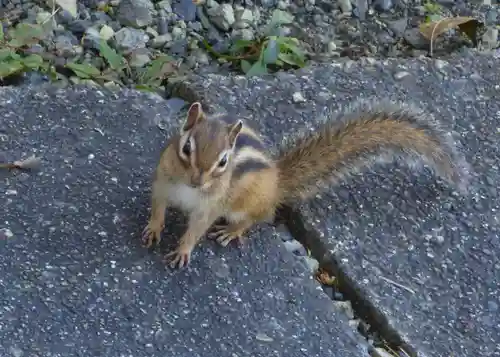留辺蘂神社の動物