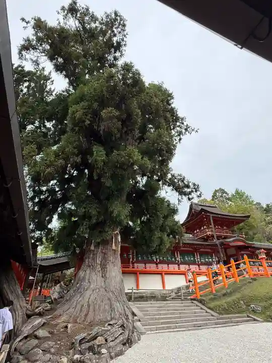 春日大社の{uncategorized: "未分類", other: "その他", undefined: "問題あり", building: "その他建物", grave: "お墓", sacred_gate: "鳥居", guardian: "狛犬", statue: "像", buddha: "仏像", history: "歴史", nature: "自然", garden: "庭園", animal: "動物", pagoda: "塔", temizu: "手水舎", mountain_gate: "山門・神門", sanctuary: "本殿・本堂", subordinate: "末社・摂社", art: "芸術", scenery: "景色", jizo: "地蔵", ema: "絵馬", goshuin: "御朱印", omikuji: "おみくじ", items: "授与品その他", amulet: "お守り", goshuincho: "御朱印帳", eats: "食事", festival: "お祭り", votive_dance: "神楽", shichigosan: "七五三参", wedding: "結婚式", experience: "体験その他", initially: "初詣", around: "周辺", anti_infection: "感染症対策"}