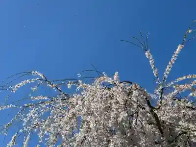 安養寺の{uncategorized: "未分類", other: "その他", undefined: "問題あり", building: "その他建物", grave: "お墓", sacred_gate: "鳥居", guardian: "狛犬", statue: "像", buddha: "仏像", history: "歴史", nature: "自然", garden: "庭園", animal: "動物", pagoda: "塔", temizu: "手水舎", mountain_gate: "山門・神門", sanctuary: "本殿・本堂", subordinate: "末社・摂社", art: "芸術", scenery: "景色", jizo: "地蔵", ema: "絵馬", goshuin: "御朱印", omikuji: "おみくじ", items: "授与品その他", amulet: "お守り", goshuincho: "御朱印帳", eats: "食事", festival: "お祭り", votive_dance: "神楽", shichigosan: "七五三参", wedding: "結婚式", experience: "体験その他", initially: "初詣", around: "周辺", anti_infection: "感染症対策"}