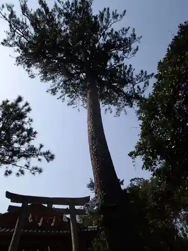 胡禄神社の自然