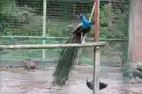 園城寺(三井寺)の動物