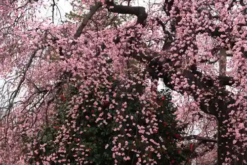 日輪寺の庭園