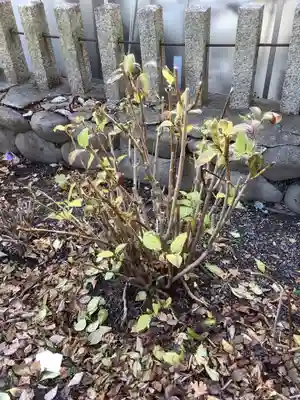 神明社(露橋神明社)の自然