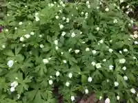 金剛寺(北海道)