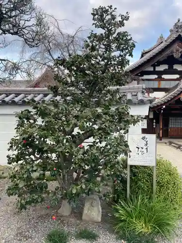 妙蓮寺(京都府)