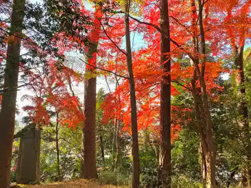谷保天満宮の自然