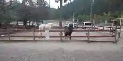 丹生川上神社（下社）の動物