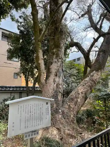 白峯神宮の自然