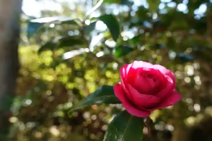 出世稲荷神社の自然
