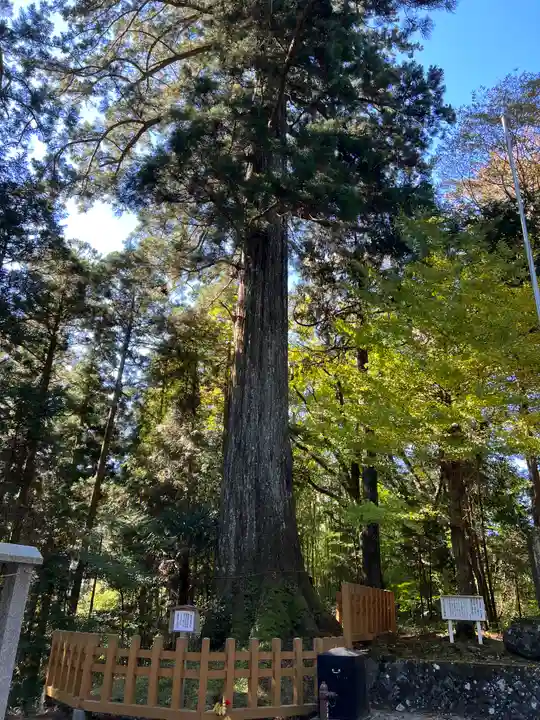須山浅間神社の自然