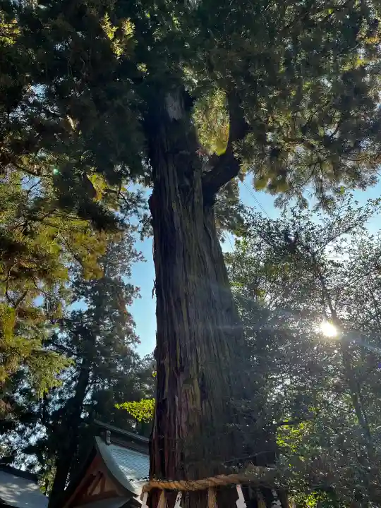 香取神宮の{uncategorized: "未分類", other: "その他", undefined: "問題あり", building: "その他建物", grave: "お墓", sacred_gate: "鳥居", guardian: "狛犬", statue: "像", buddha: "仏像", history: "歴史", nature: "自然", garden: "庭園", animal: "動物", pagoda: "塔", temizu: "手水舎", mountain_gate: "山門・神門", sanctuary: "本殿・本堂", subordinate: "末社・摂社", art: "芸術", scenery: "景色", jizo: "地蔵", ema: "絵馬", goshuin: "御朱印", omikuji: "おみくじ", items: "授与品その他", amulet: "お守り", goshuincho: "御朱印帳", eats: "食事", festival: "お祭り", votive_dance: "神楽", shichigosan: "七五三参", wedding: "結婚式", experience: "体験その他", initially: "初詣", around: "周辺", anti_infection: "感染症対策"}