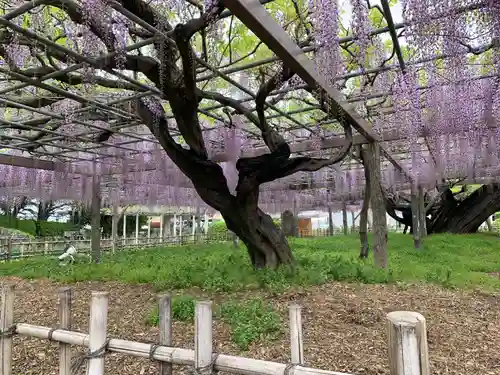 玉敷神社(埼玉県)