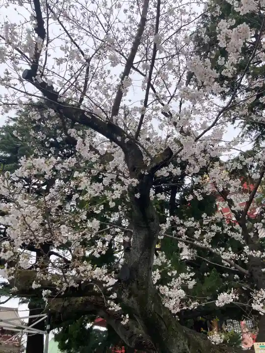 浅草神社の自然