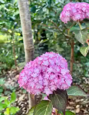 霊犬神社の自然
