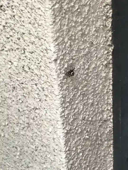 朝日神社(東京都)