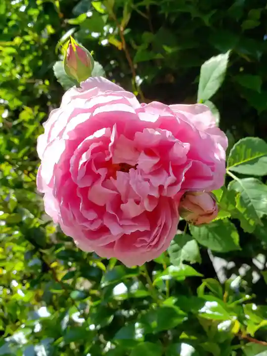 薬師寺 南蔵院 (東京都)