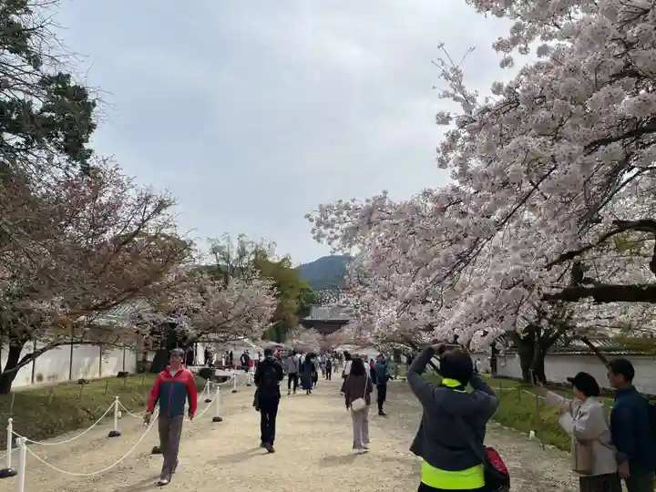 醍醐寺(京都府)