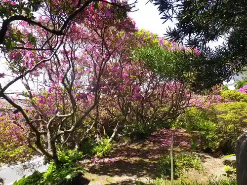 安養院　(田代寺）の自然