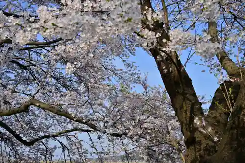 櫻井神社(新潟県)