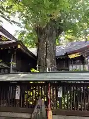 麻賀多神社の自然