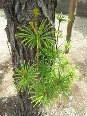 大間々神明宮のその他建物