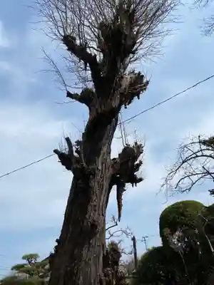小田八幡宮の自然