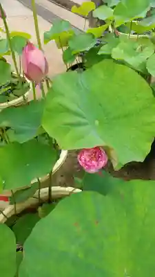 本土寺(千葉県)