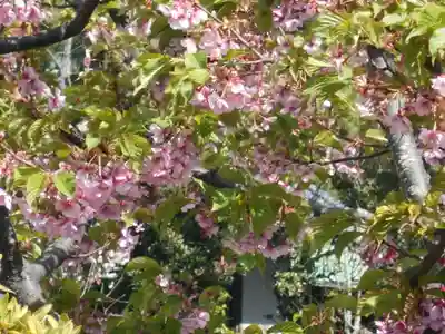 来迎寺（材木座）の自然