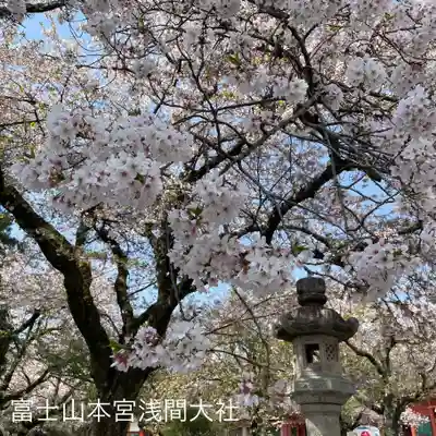 富士山本宮浅間大社(静岡県)