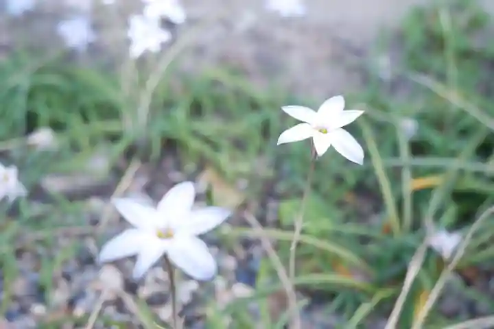 御霊神社(奈良県)