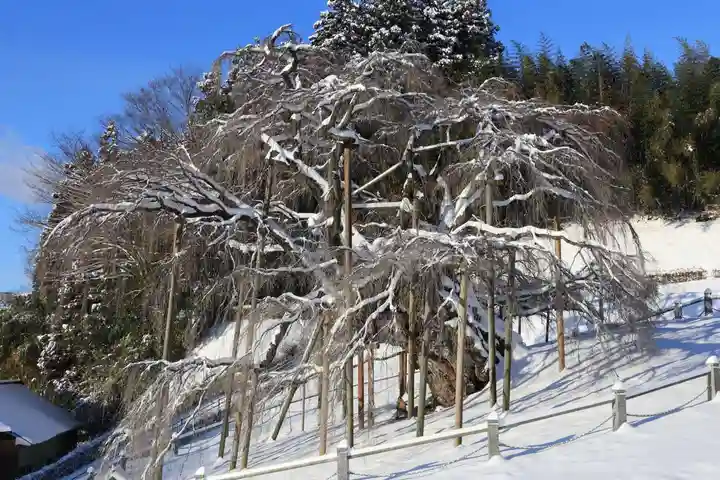 瀧桜神明宮の自然