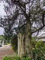 大水上神社(香川県)