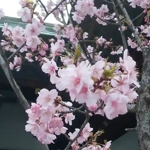 東京大神宮の自然