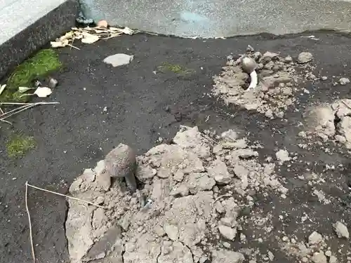 竹下稲荷神社の自然