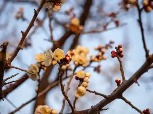 牛嶋天満宮の{uncategorized: "未分類", other: "その他", undefined: "問題あり", building: "その他建物", grave: "お墓", sacred_gate: "鳥居", guardian: "狛犬", statue: "像", buddha: "仏像", history: "歴史", nature: "自然", garden: "庭園", animal: "動物", pagoda: "塔", temizu: "手水舎", mountain_gate: "山門・神門", sanctuary: "本殿・本堂", subordinate: "末社・摂社", art: "芸術", scenery: "景色", jizo: "地蔵", ema: "絵馬", goshuin: "御朱印", omikuji: "おみくじ", items: "授与品その他", amulet: "お守り", goshuincho: "御朱印帳", eats: "食事", festival: "お祭り", votive_dance: "神楽", shichigosan: "七五三参", wedding: "結婚式", experience: "体験その他", initially: "初詣", around: "周辺", anti_infection: "感染症対策"}