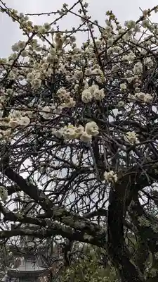 正法寺(京都府)