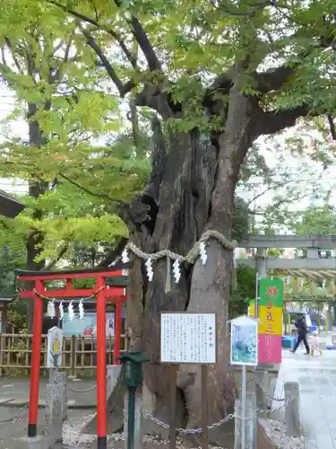 新田神社の自然