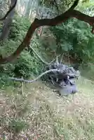 高台寺(高台寿聖禅寺・高臺寺)の狛犬