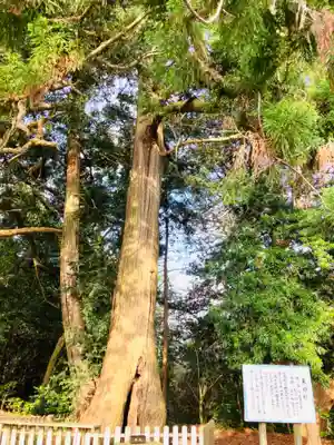 鎌数伊勢大神宮(千葉県)