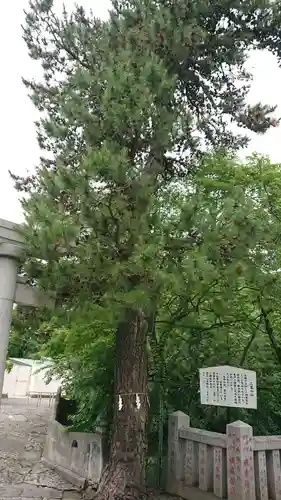 正ノ木稲荷 稲積神社の自然