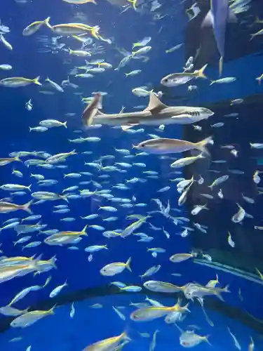 大洗磯前神社(茨城県)