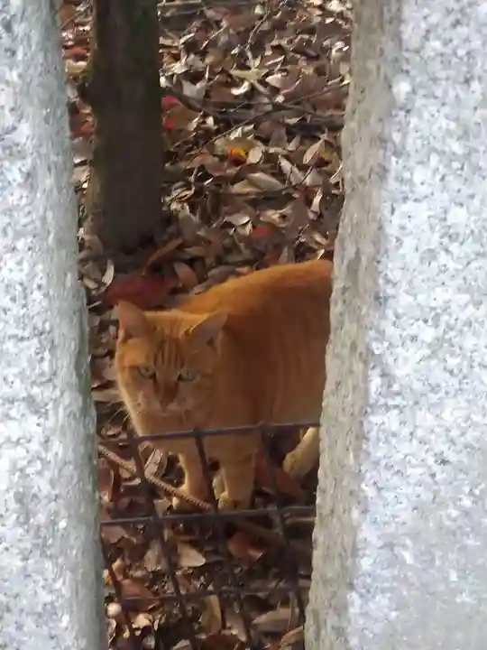 三翁神社の動物