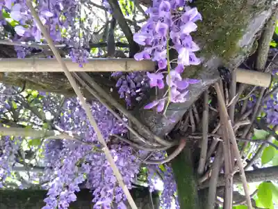總社 和田八幡宮(福井県)