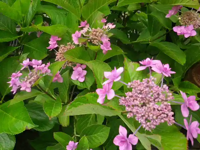 御霊神社の自然