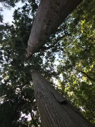 下立松原神社の自然